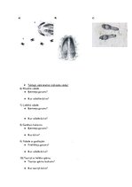 Konspekts 'Muzeja nodarbība dabaszinību stundā 1.klase', 3.