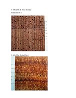 Referāts 'Riekstkoks', 12.