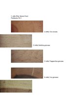 Referāts 'Riekstkoks', 13.