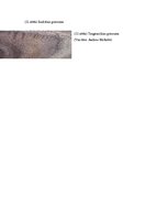 Referāts 'Riekstkoks', 15.