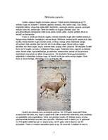 Referāts 'Izraēla', 7.