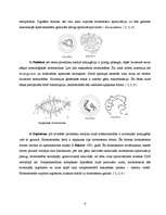 Konspekts 'Mejoze', 4.