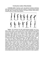 Konspekts 'Svarbumbu celšanas biomehānika', 2.