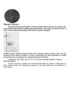 Referāts 'Leonardo da Vinči', 14.