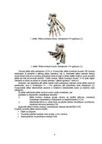 Referāts 'Pēdas funkcionālā stāvokļa atjaunošana pēc saišu sastiepuma jauniešiem basketbol', 9.