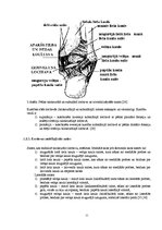 Referāts 'Pēdas funkcionālā stāvokļa atjaunošana pēc saišu sastiepuma jauniešiem basketbol', 11.