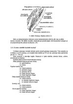 Referāts 'Pēdas funkcionālā stāvokļa atjaunošana pēc saišu sastiepuma jauniešiem basketbol', 14.