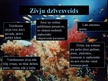 Prezentācija 'Zivis', 3.