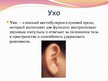 Prezentācija 'Слух и орган слуха', 4.
