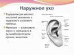 Prezentācija 'Слух и орган слуха', 6.