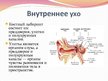 Prezentācija 'Слух и орган слуха', 8.