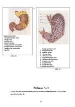 Referāts 'Skolēnu ēšanas paradumu ietekme uz veselību', 30.