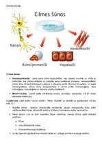 Konspekts 'Cilmes šūnas', 2.