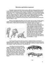 Referāts 'Agresija cilvēku un dzīvnieku pasaulē', 19.