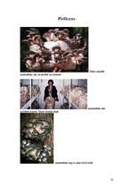 Biznesa plāns 'SIA "Agariceja"', 24.