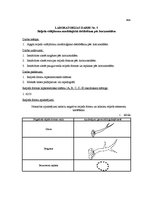 Referāts 'Upes ielejas ģeomorfoloģiskā šķērsprofila interpretācija', 1.