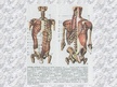 Prezentācija 'Muskuļi cilvēka organismā', 11.