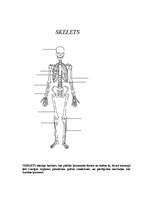 Konspekts 'Cilvēka skelets', 1.