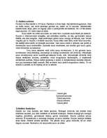 Konspekts 'Cilvēka skelets', 2.