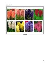 Referāts 'Hiacinšu audzēšana', 10.