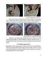 Referāts 'Ūdenspīpe ir nekaitīga - mīts vai realitāte', 17.