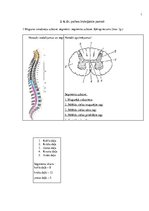 Paraugs 'Psihes bioloģiskie pamati - kontroldarbs (2)', 1.