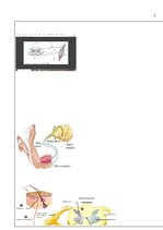 Paraugs 'Psihes bioloģiskie pamati - kontroldarbs (2)', 5.