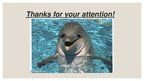 Prezentācija 'Dolphins', 8.