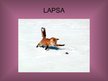 Prezentācija 'Lapsa', 2.