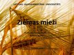 Prezentācija 'Ziemas mieži', 1.