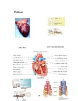 Konspekts 'Sirds un asinsvadu slimības', 16.