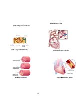 Konspekts 'Sirds un asinsvadu slimības', 17.