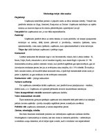 Paraugs 'Mārketinga plāns, struktūra', 2.