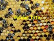 Prezentācija 'Medus bites', 1.