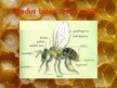 Prezentācija 'Medus bites', 7.