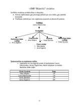 Biznesa plāns 'SIA “Vudijs”', 13.