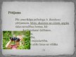 Prezentācija 'Audzināšana, tās raksturojums viduslaikos un renesansē', 22.