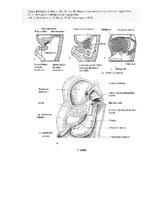 Konspekts 'Embrija gremošanas sistēmas orgānu attīstība un traucējumi', 7.