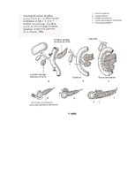 Konspekts 'Embrija gremošanas sistēmas orgānu attīstība un traucējumi', 8.
