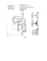Konspekts 'Embrija gremošanas sistēmas orgānu attīstība un traucējumi', 9.