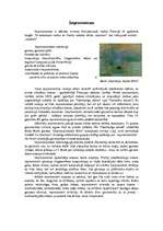 Referāts 'Tēlotājmāksla 19.gadsimtā', 5.