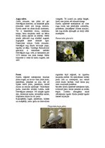 Referāts 'Skandināvijas fjordu fauna un flora', 3.