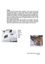 Referāts 'Skandināvijas fjordu fauna un flora', 4.