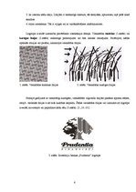 Referāts 'Vizuālā reklāma', 6.