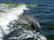 Prezentācija 'Delfīni', 1.