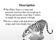 Prezentācija 'White Bengal Tiger', 2.