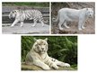 Prezentācija 'White Bengal Tiger', 3.