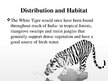 Prezentācija 'White Bengal Tiger', 4.