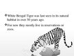 Prezentācija 'White Bengal Tiger', 5.