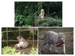 Prezentācija 'White Bengal Tiger', 6.